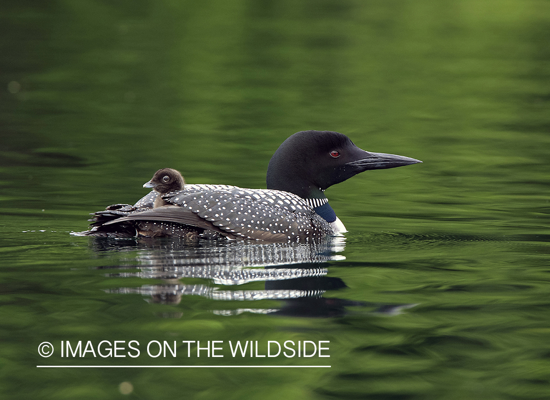 Loon carrying her chicks.