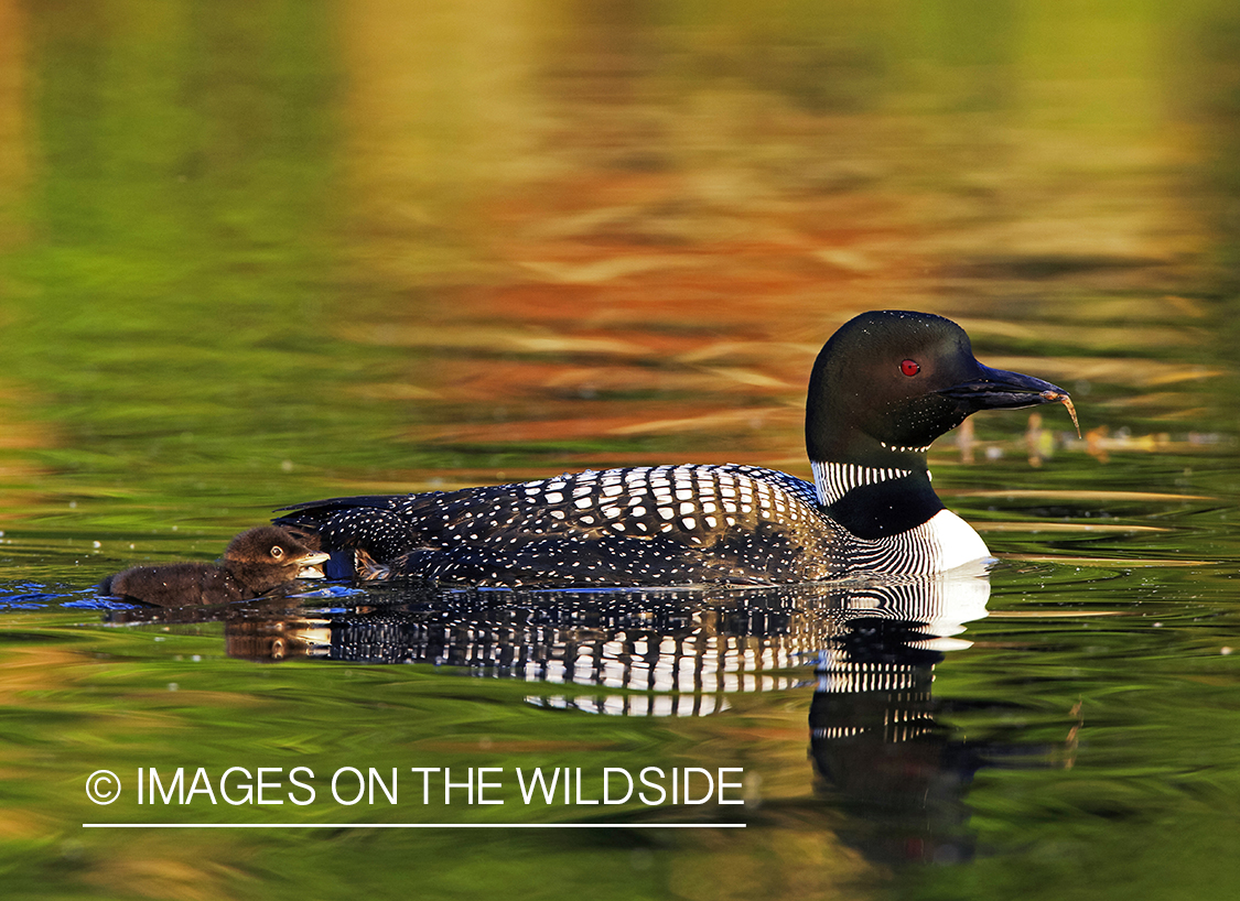 Loon swimming with chicks.