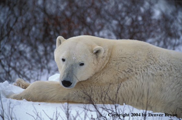 Polar Bear laying down