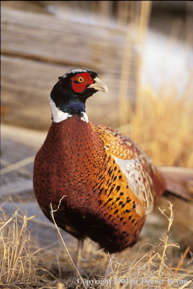 Ring-necked Pheasant 