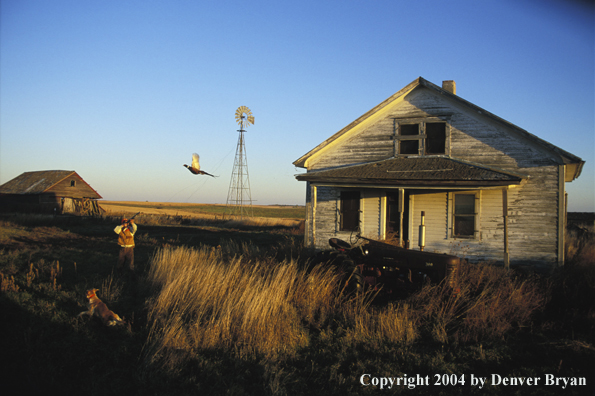 Upland bird hunter shooting at pheasant.