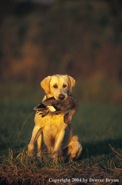 Yellow Labrador Retriever with gadwall