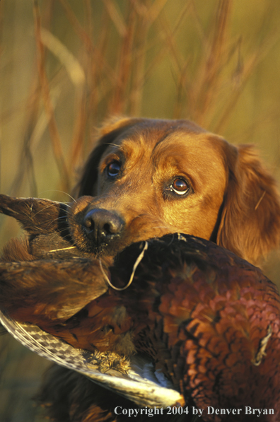 Golden Retriever with bagged pheasant.  