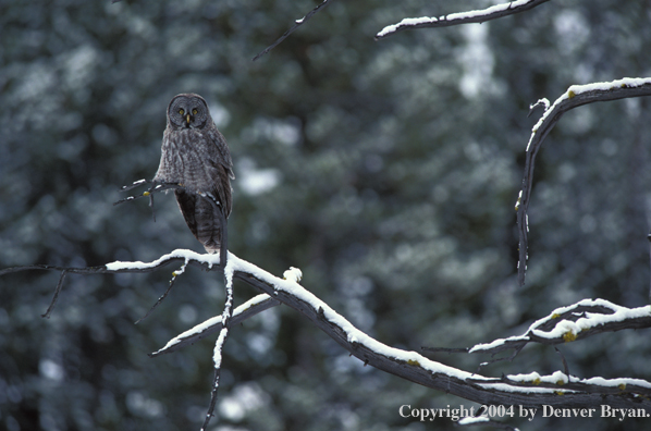 Great grey owl.