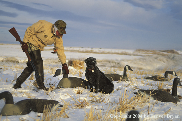 Waterfowl hunter and black Lab setting goose decoys.