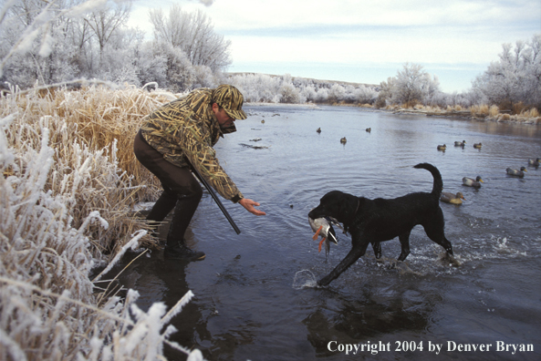 Black Lab retrieving duck for hunter. 