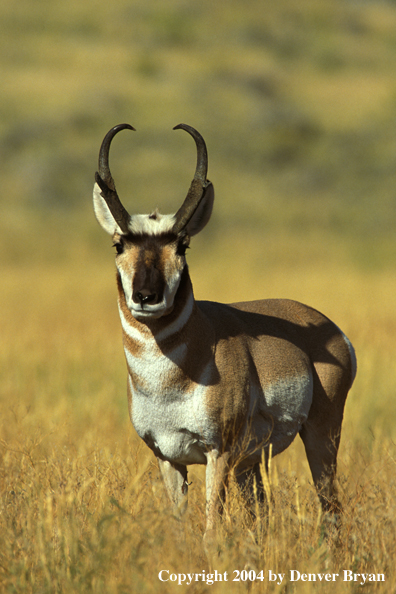 Pronghorn antelope in habitat