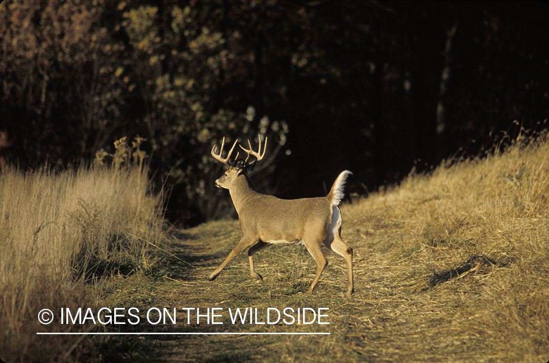 Whitetail deer running.