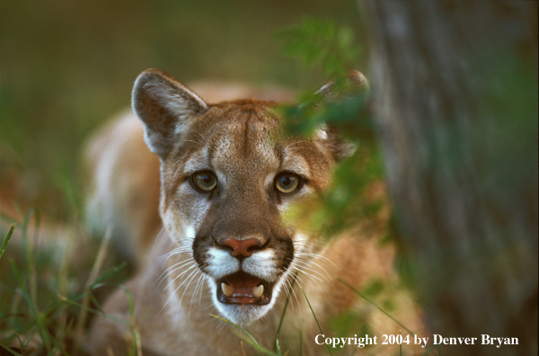 Mountain lion in habitat