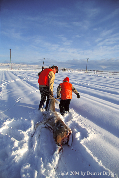 Father and son dragging white-tailed deer.