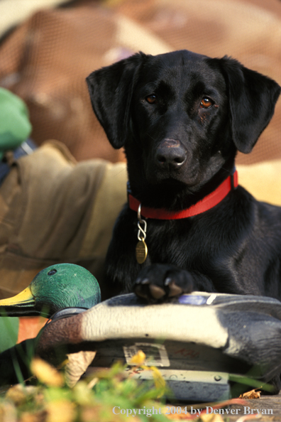 Black Labrador Retriever with decoy