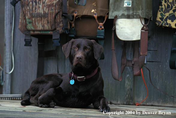 Chocolate Labrador Retriever 