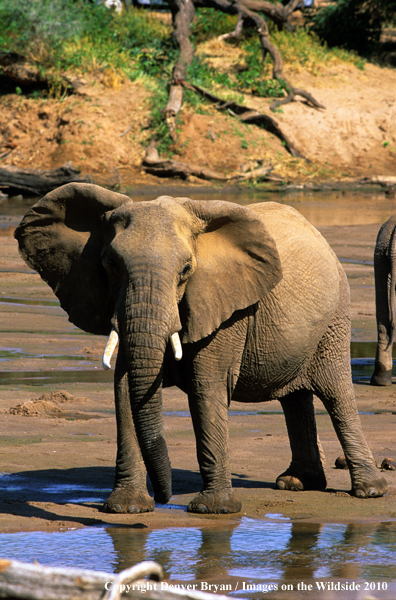 African Elephant in habitat.