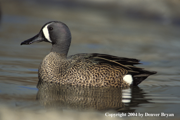 Blue-winged teal drake in water