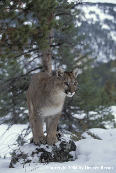 Mountain lion in habitat