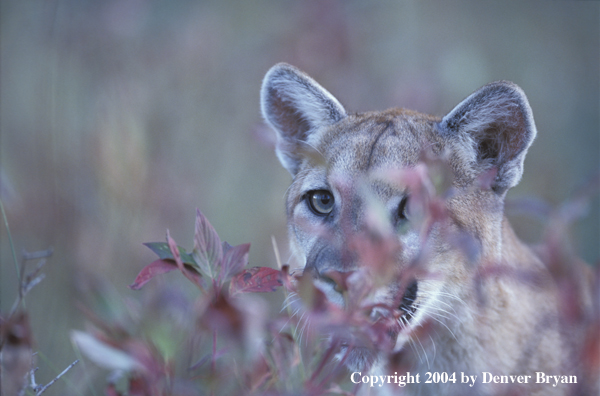 Mountain lion in habitat