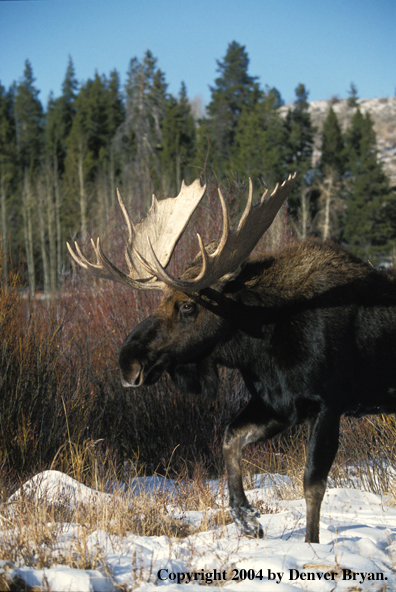 Bull moose in habitat.