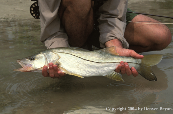 Flyfisherman with snook.