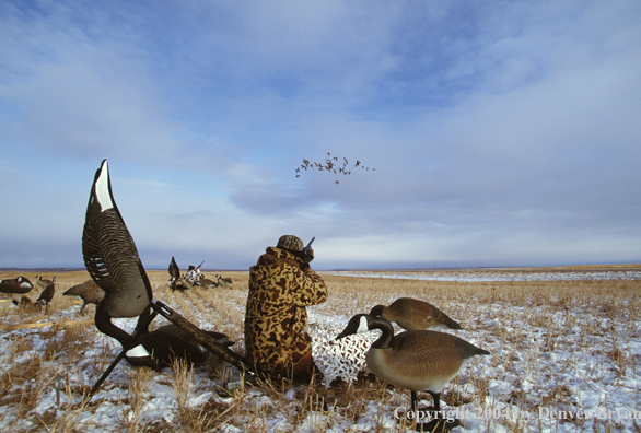 Waterfowl hunters aiming/shooting at geese.