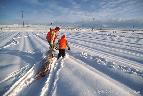 Father and son dragging white-tailed deer.