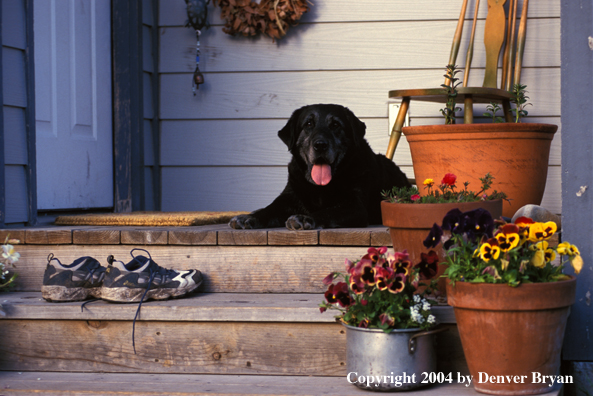 Black Labrador Retriever