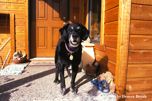 Black Labrador Retriever 