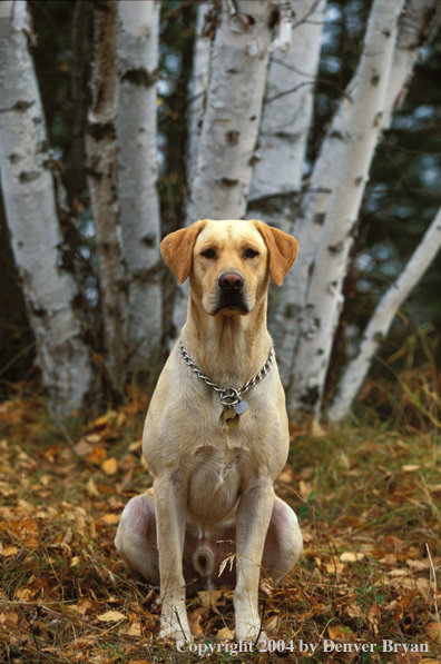 Yellow Labrador Retriever 