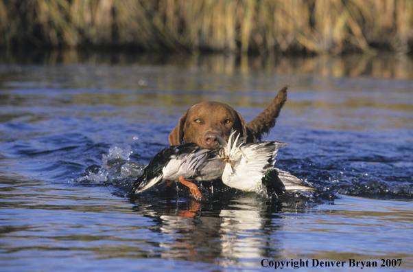 Chesapeake Bay Retriever in field