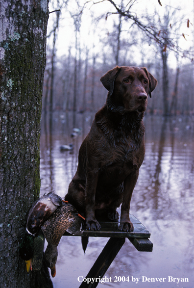 Chocolate Labrador Retriever with bagged ducks.