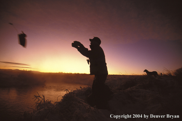 Waterfowl hunter setting decoys. 