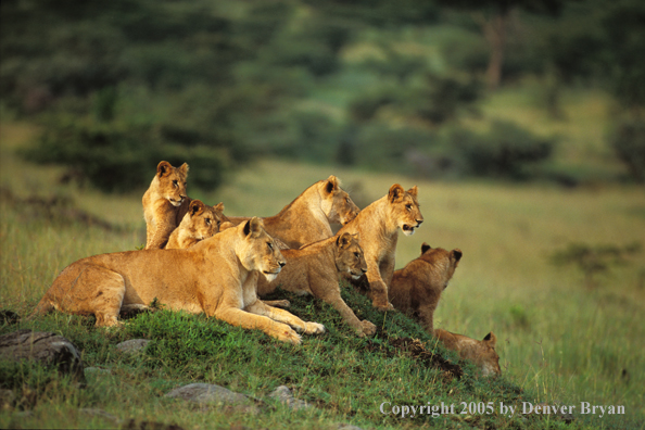 Lion cubs with Lionesses in habitat. Africa.