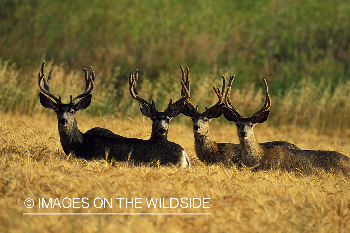 Herd of mule deer bucks in velvet.