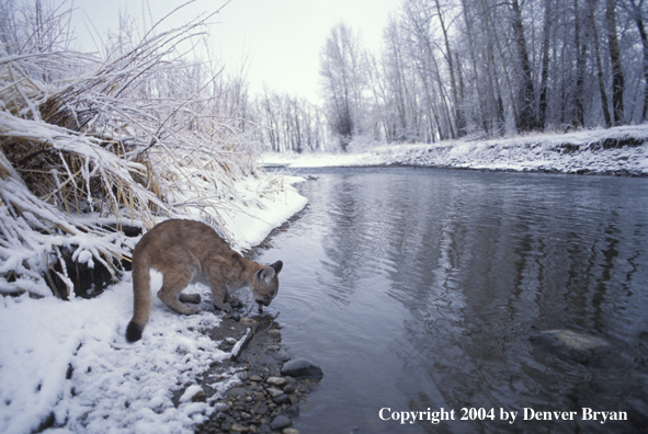 Mountain lion cub in habitat