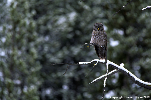 Great Gray owl perched in tree