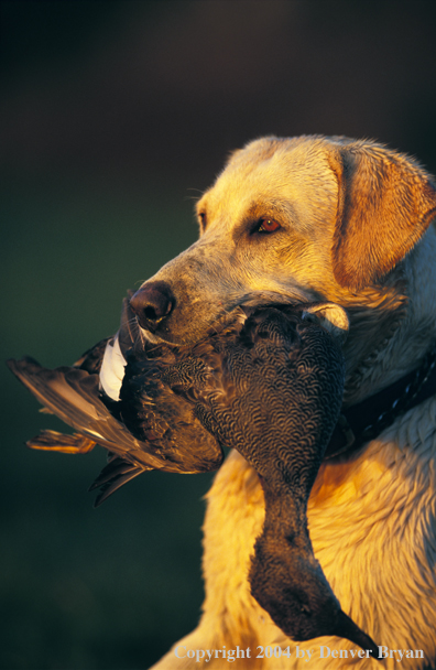 Yellow Labrador Retriever with gadwall