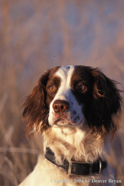 Springer spaniel 