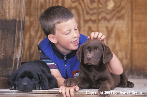 Child with chocolate and black Labrador Retriever puppies