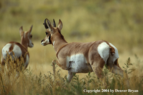 Pronghorn antelope in habitat