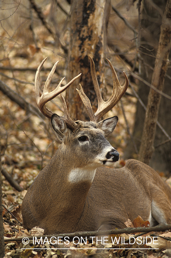 Whitetailed deer bedded down.