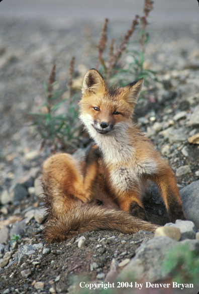 Red fox in habitat.