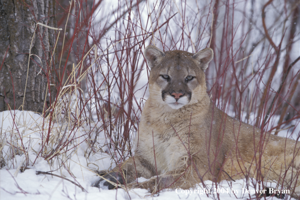 Mountain lion in habitat