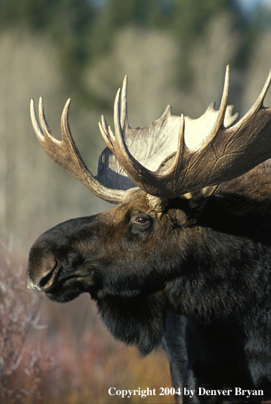 Bull moose in habitat (close up).