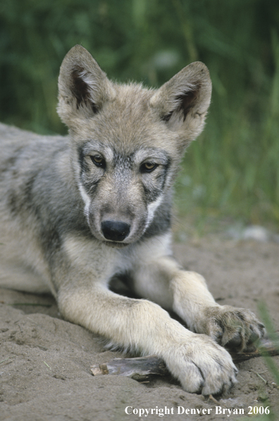 Gray wolf pup in habitat.