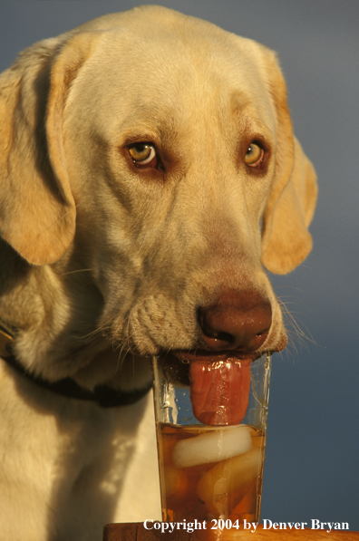 Yellow Labrador Retriever drinking iced tea.