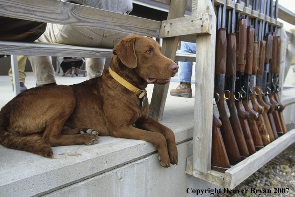 Chesapeake Bay Retriever on porch