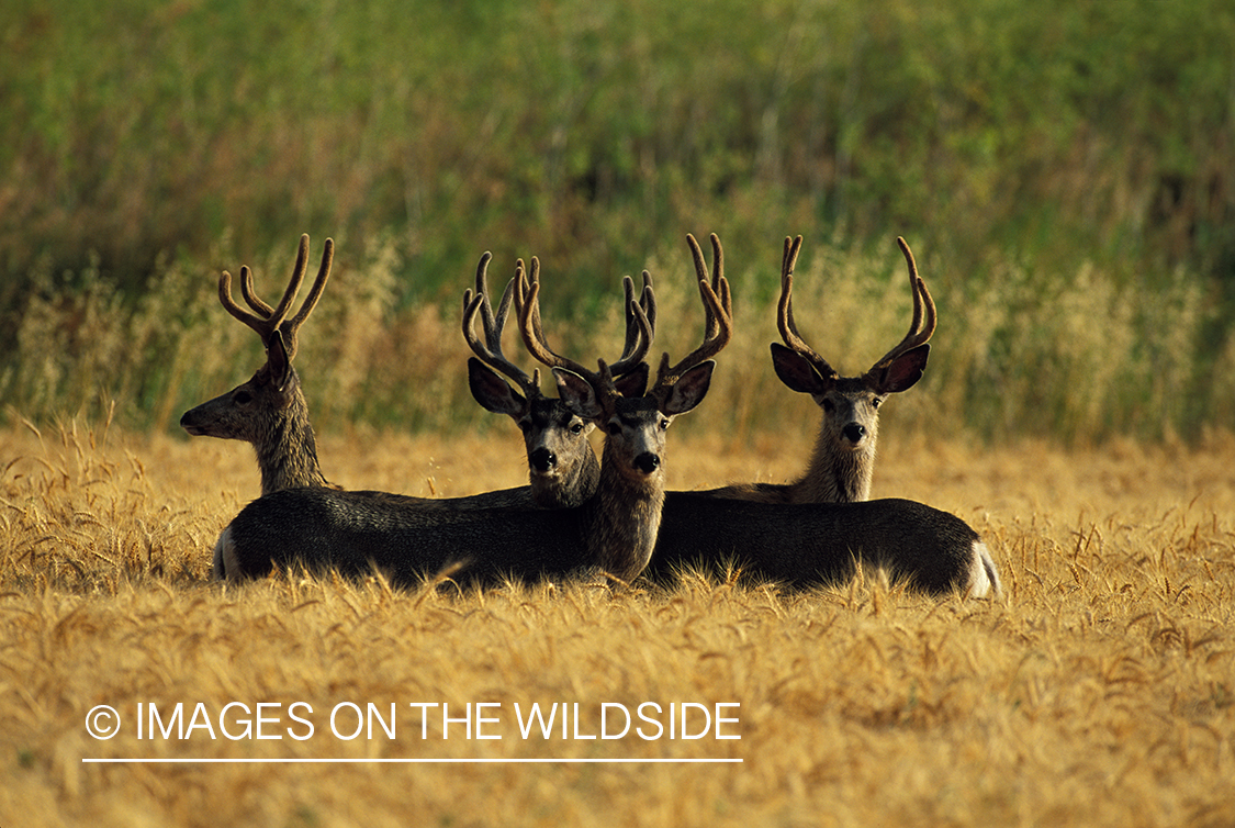 Herd of mule deer bucks in velvet.
