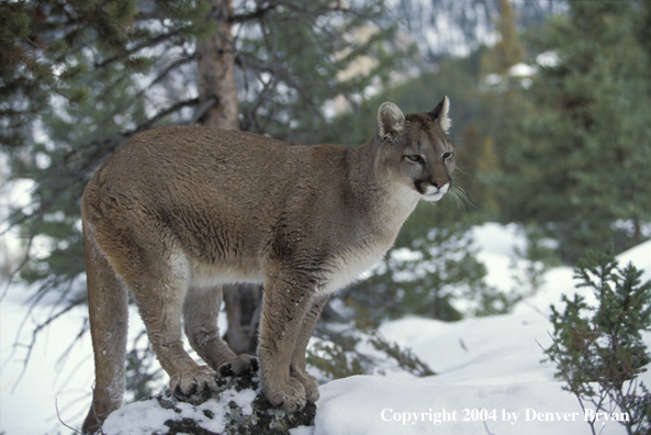 Mountain lion in habitat