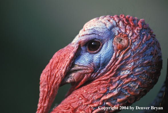 Merriam's turkey (closeup).