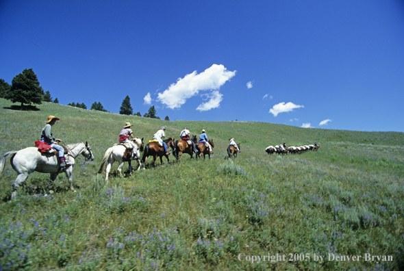 Horsepacking across mountain meadow.