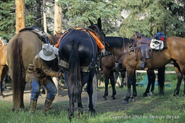 Cowboy saddling up horse.